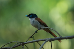 Terpsiphone atrochalybeia