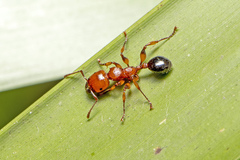 Podomyrma gratiosa