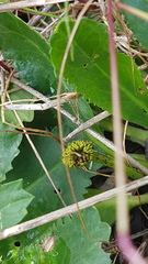 Solenogyne dominii