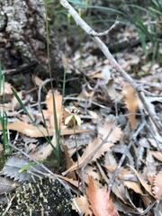 Caladenia transitoria