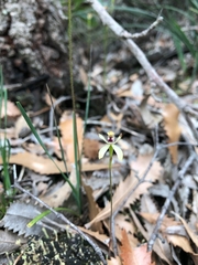 Caladenia transitoria