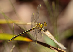 Austrogomphus guerini