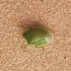 Acrosternum millierei