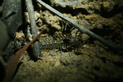 Allothereua maculata
