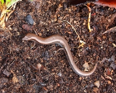 Hemiergis decresiensis