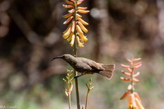 Chalcomitra senegalensis