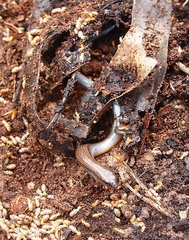 Hemiergis decresiensis