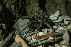 Lycosoidea
