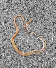 Coelognathus radiatus
