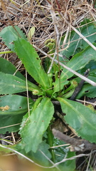 Solenogyne dominii