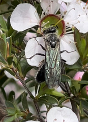 Aculeata