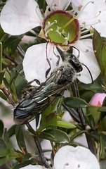 Aculeata