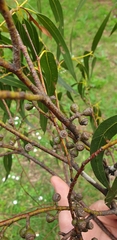 Eucalyptus viminalis viminalis