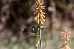 Chalcomitra senegalensis