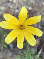 Bidens aristosa