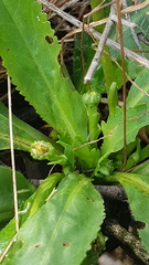 Solenogyne dominii