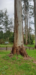 Eucalyptus viminalis viminalis