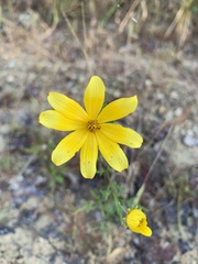 Bidens aristosa