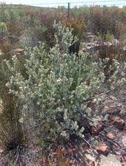 Leucospermum calligerum