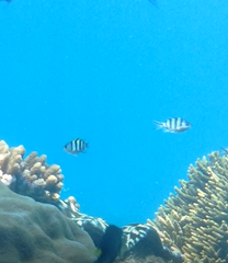 Abudefduf sexfasciatus