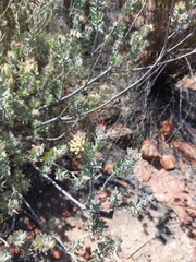 Leucospermum calligerum