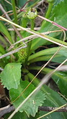 Solenogyne dominii