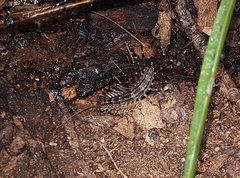 Allothereua maculata