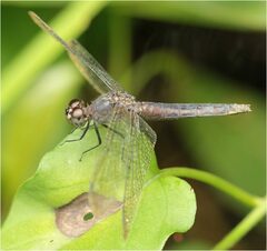 Erythrodiplax kimminsi