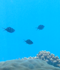 Abudefduf sexfasciatus