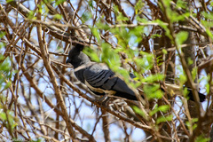 Corythaixoides leucogaster