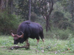 Bos gaurus