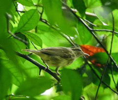 Phylloscopus magnirostris