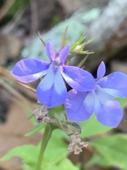 Lobelia amoena
