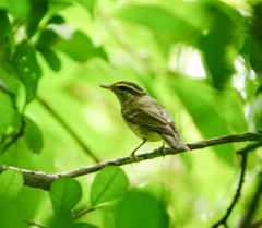 Phylloscopus magnirostris