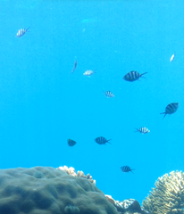 Abudefduf sexfasciatus