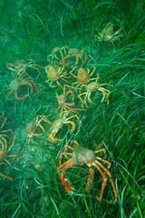 Leptomithrax gaimardii