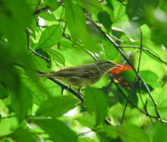 Phylloscopus magnirostris