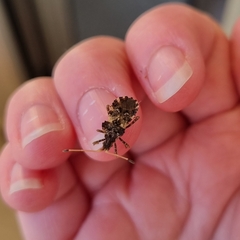 Centrocoris variegatus