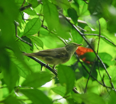 Phylloscopus magnirostris
