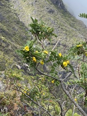 Sophora chrysophylla