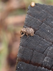 Microporopterus tumulosus