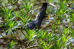 Corythaixoides leucogaster