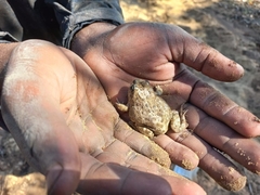 Tomopterna delalandii