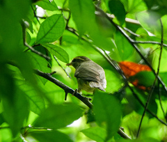 Phylloscopus magnirostris