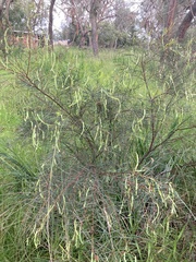 Acacia stricta