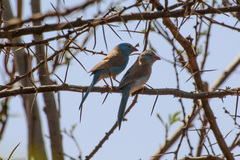 Uraeginthus cyanocephalus