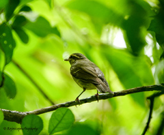 Phylloscopus magnirostris