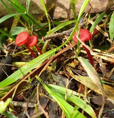 Cruentomycena viscidocruenta