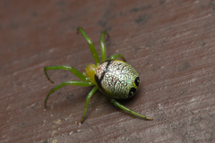 Bijoaraneus praesignis