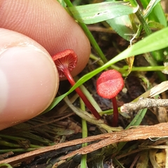 Cruentomycena viscidocruenta